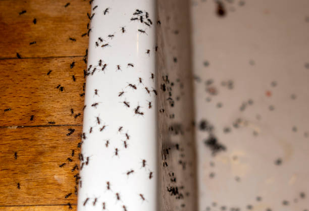 Best Rat Extermination Near Me  in Whitehall, MI