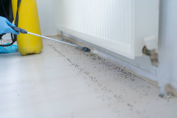 Best Mosquito Control Services  in Whitehall, MI