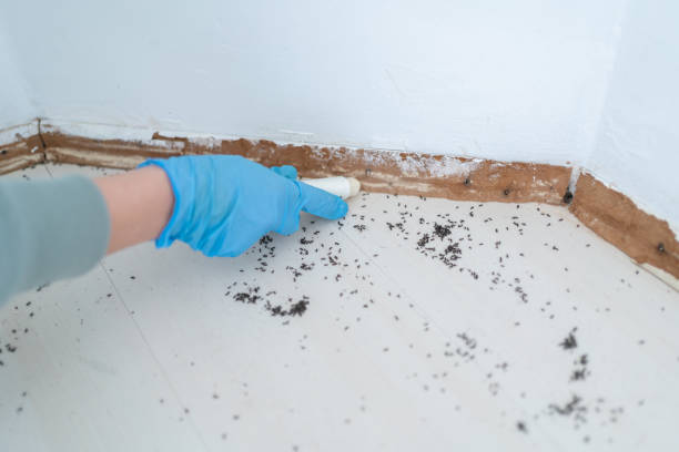 Best Cockroach Control Services  in Whitehall, MI